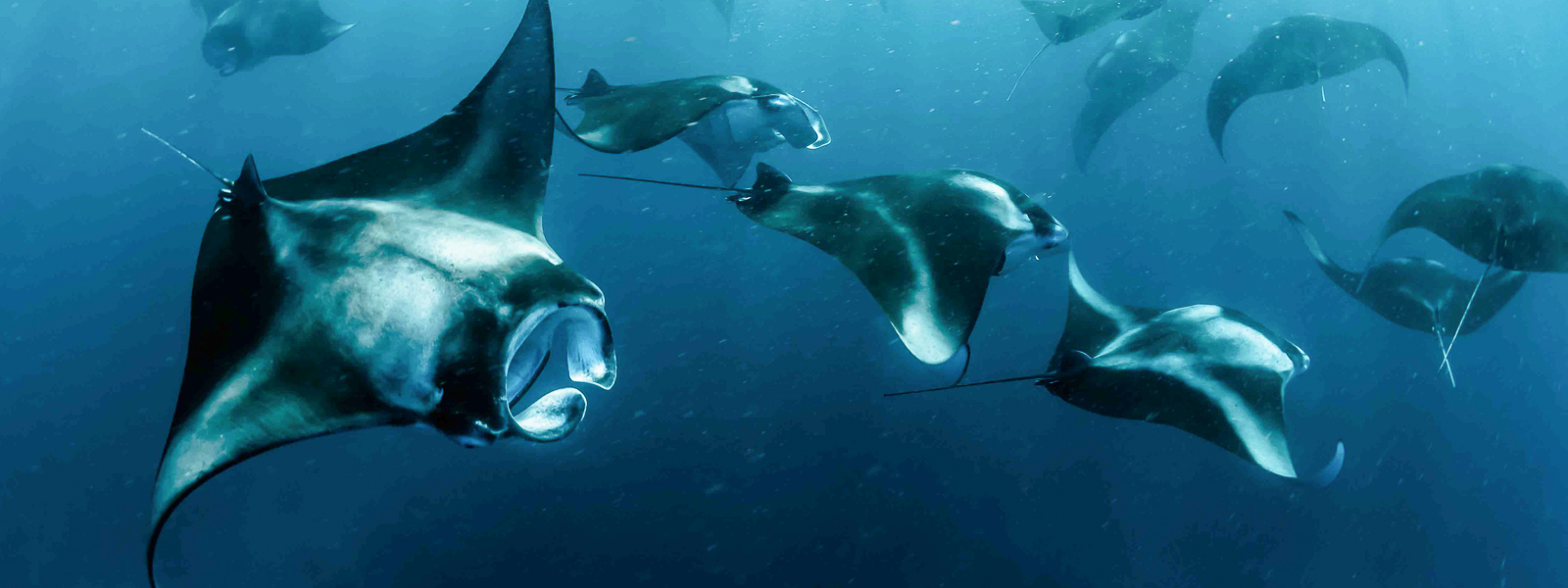 Best places to dive with manta rays