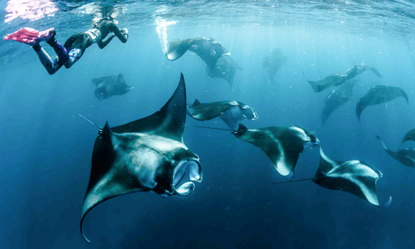 Manta rays gather in large numbers at Hanifaru Bay