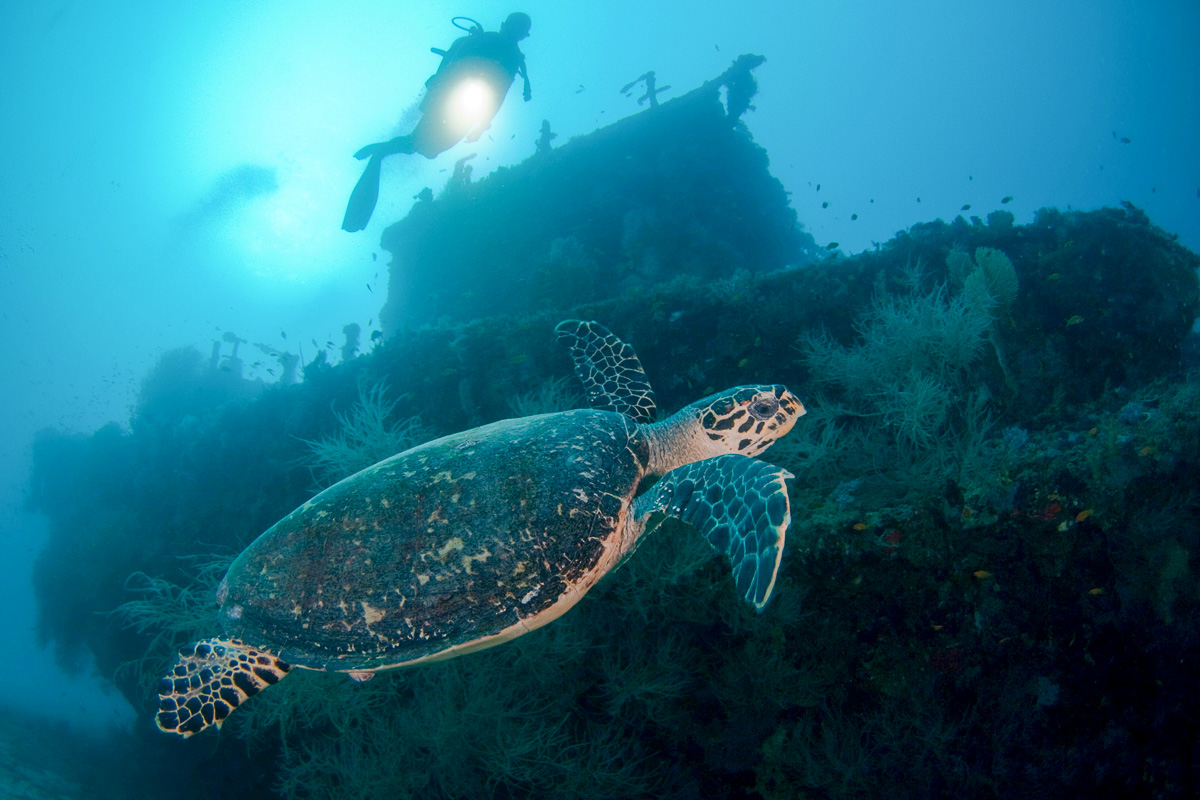 Diving the Machchafushi Wreck in South Ari, Maldives