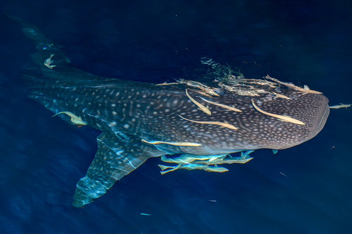 Whale shark encountered at night in Huvadhoo Atoll