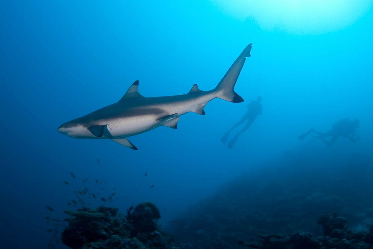 Grey reef shark in Vaavu Atoll