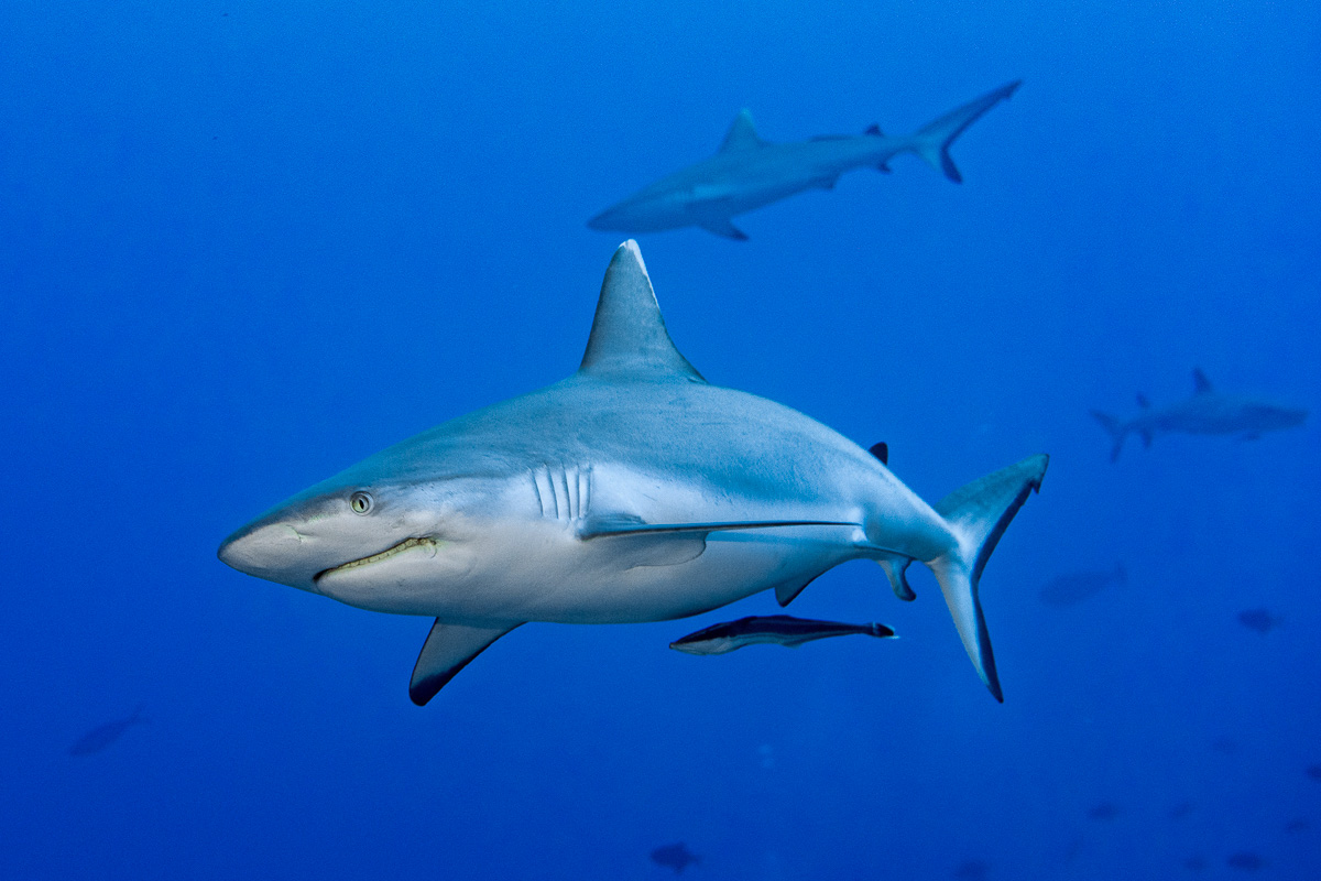 Sharks in remote Addu Atoll