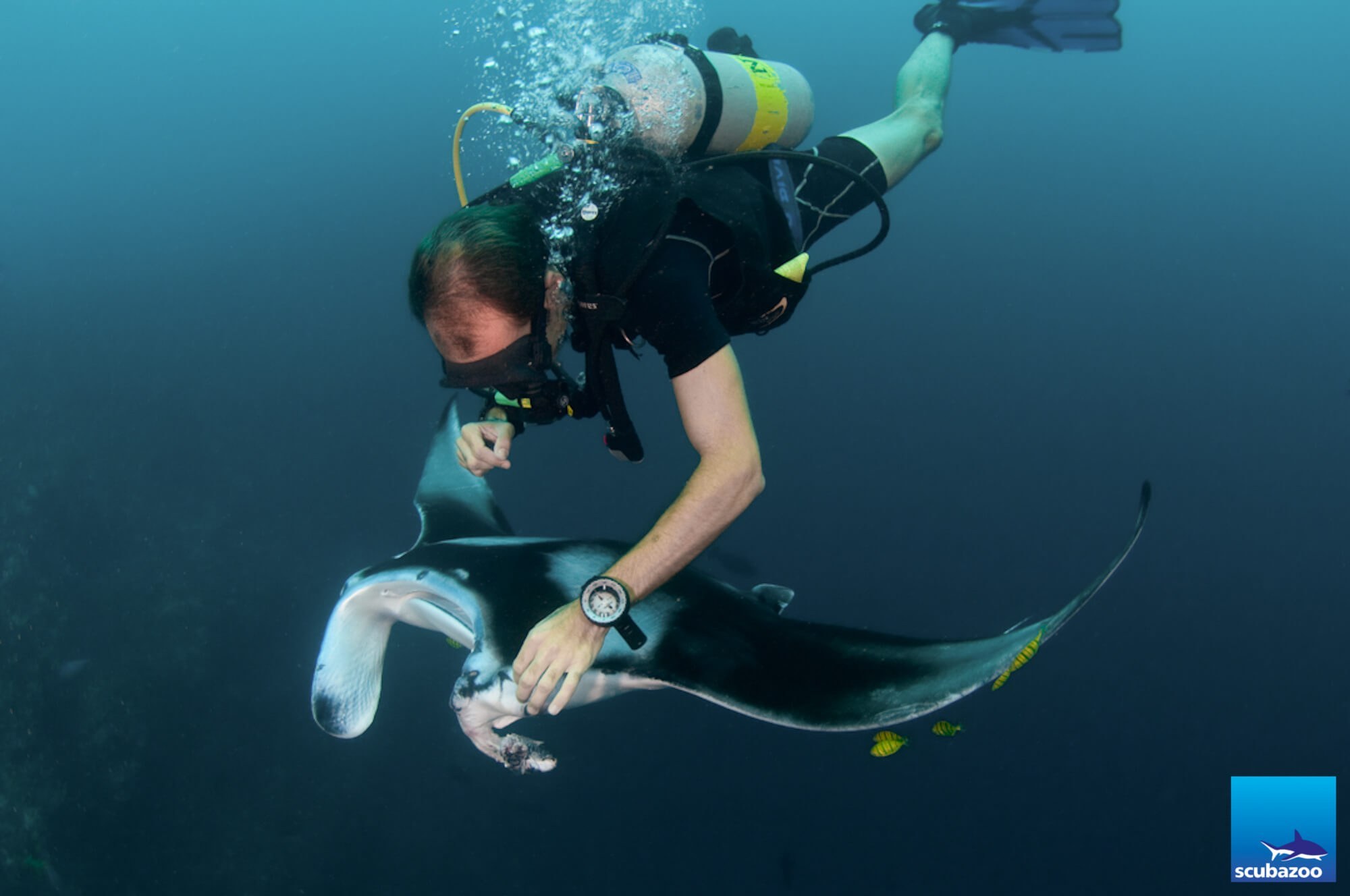 Malcolm, the dive guide, attempts to remove the netting from the manta ray. © Scubazoo