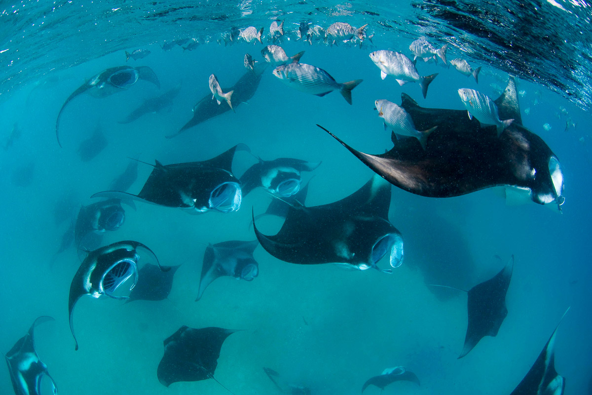 Snorkelers can witness huge numbers of manta rays at Hanifaru Bay, Maldives