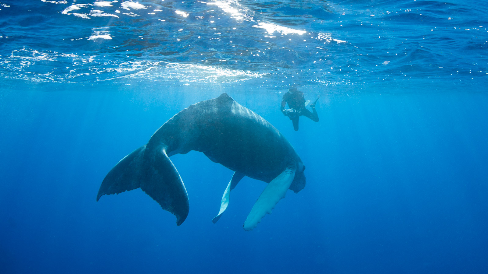 Marine life encounters for snorkelers
