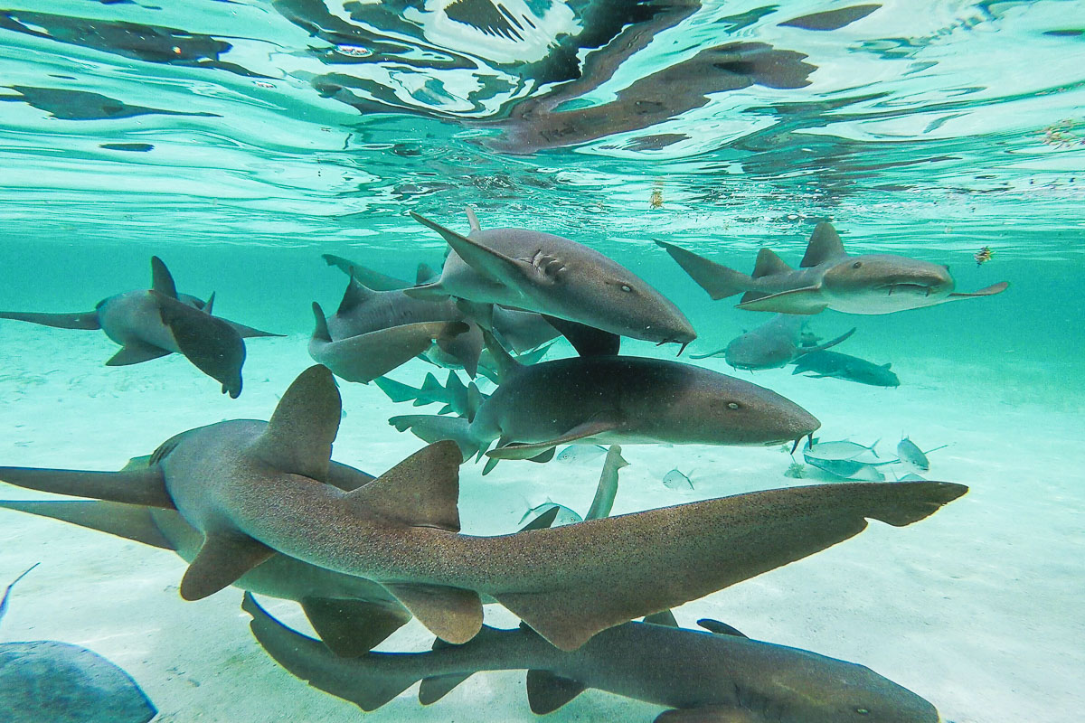 Nurse sharks at Shark Ray Alley, Belize