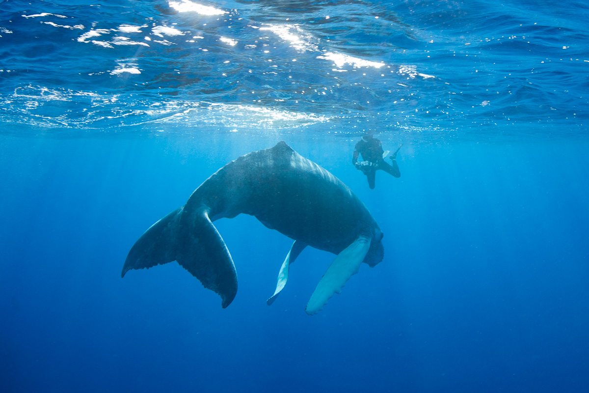 Snorkeling with a humpback whale at the Silver Bank