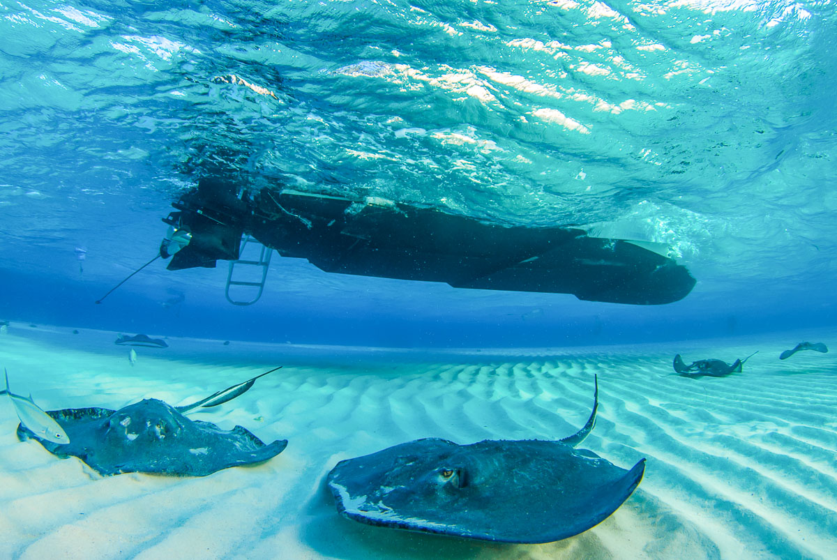 Stingrays gather in the shallows in Grand Cayman