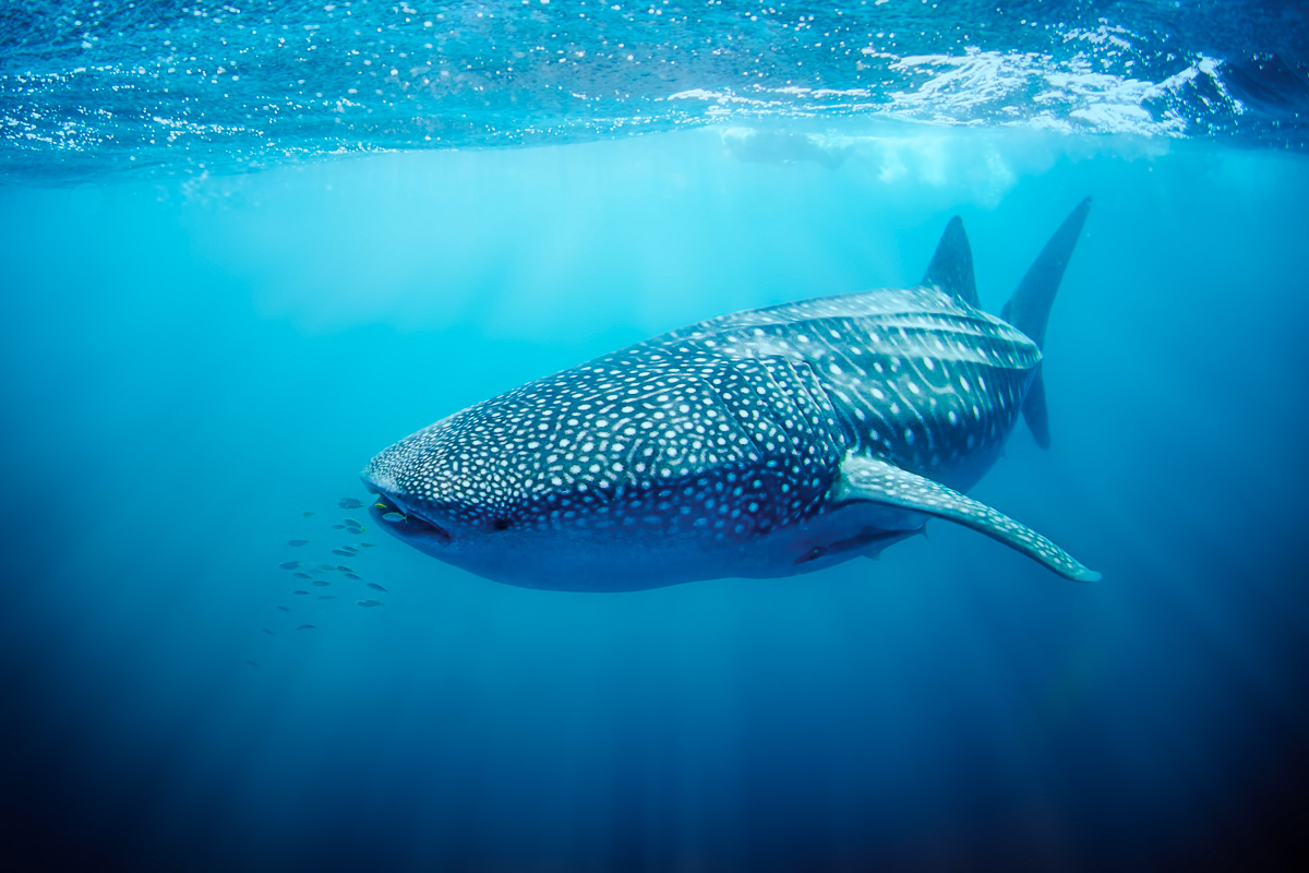 One of Ningaloo's 'big three' - a whale shark in the shallows