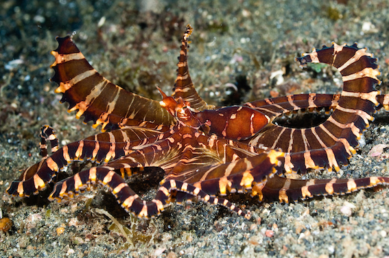 Picture of a Wunderpus octopus taken in Lembeh Straits, Indonesia