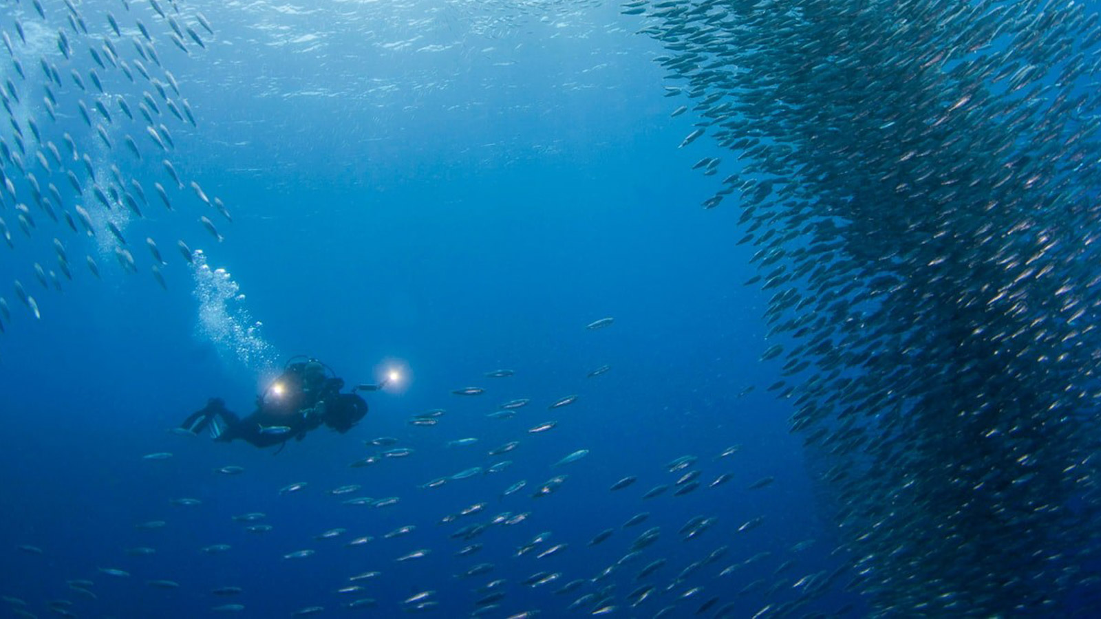 Why Moalboal might just be the perfect Philippines dive destination