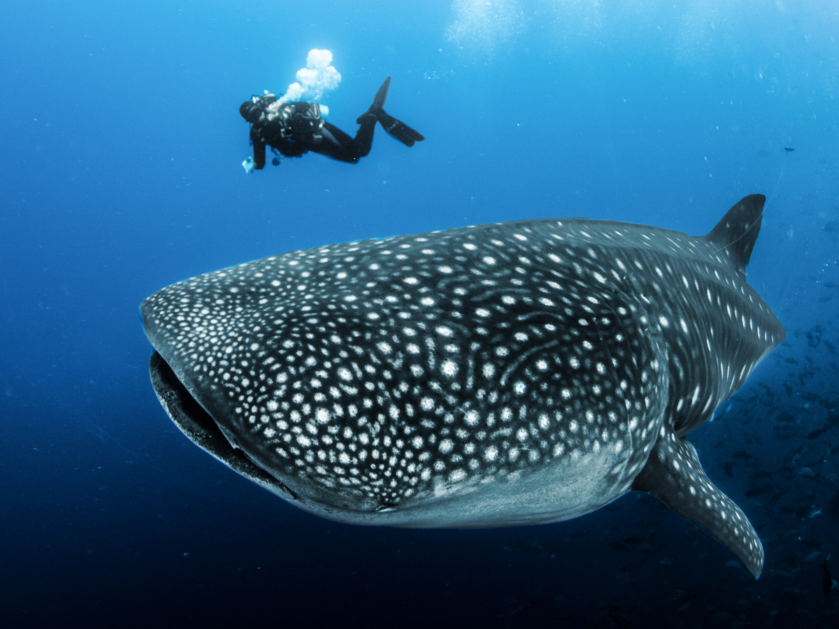 Huge female whale sharks gather around Wolf & Darwin Islands - a highlight of any dive trip to the Galapagos Islands.