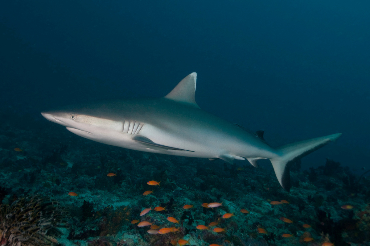 Grey sharks can be seen on many dives in the Deep South