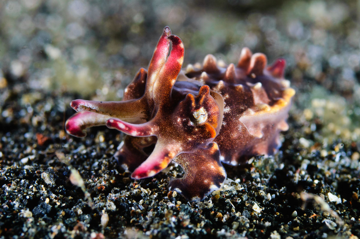 Critters such as the flamboyant cuttlefish are often seen in Dauin.