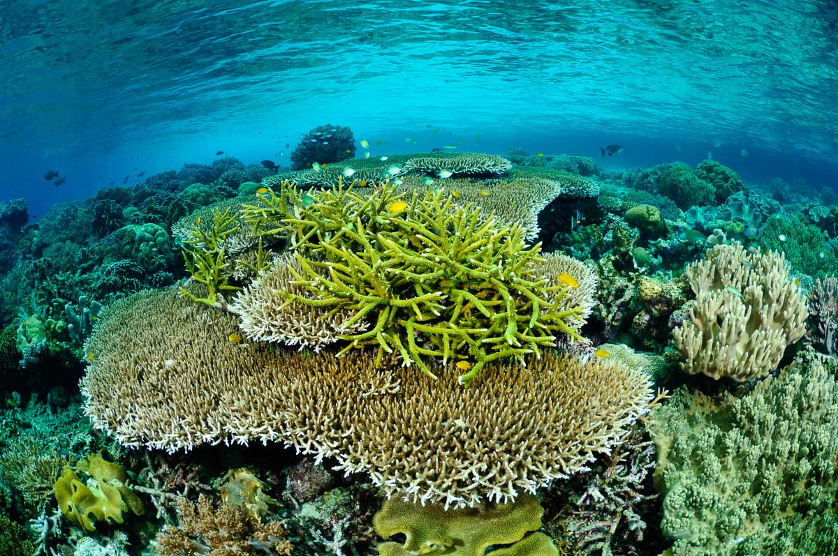 Raja Ampat's stunning reefs draw divers from around the world