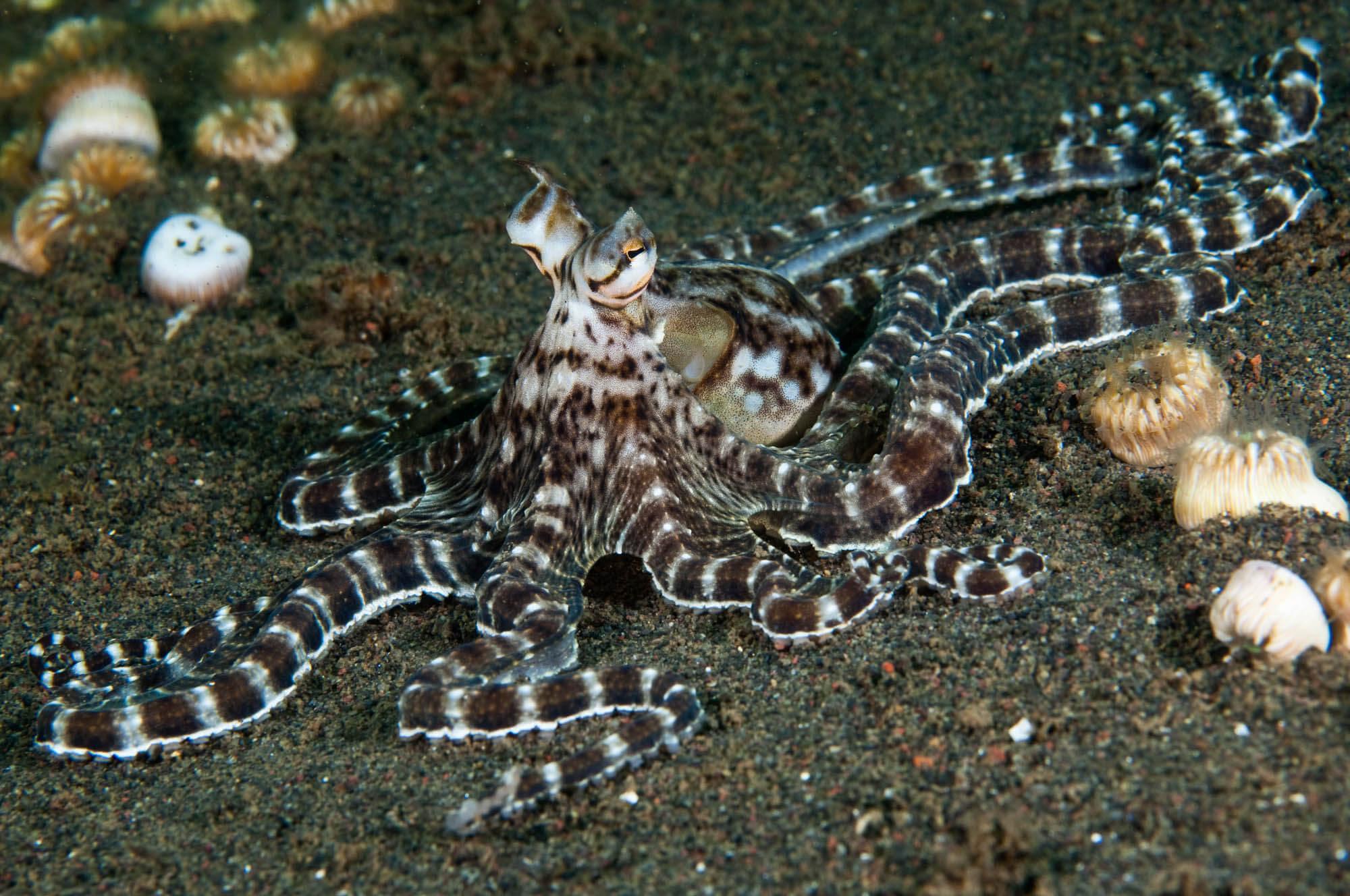Mimic octopus in Bali, Indonesia