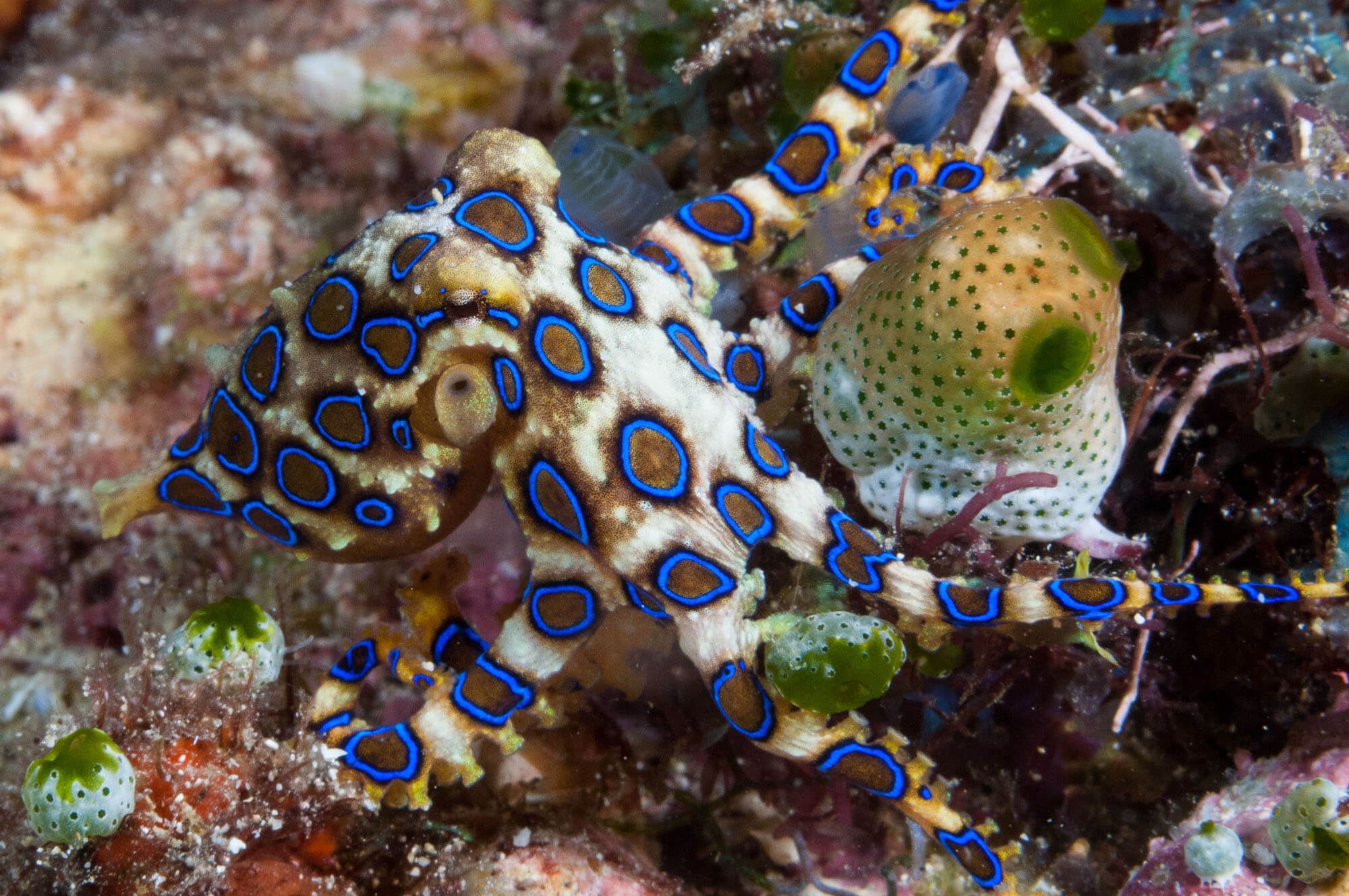 Blue-ringed octopuses are one of the most venomous animals in the ocean