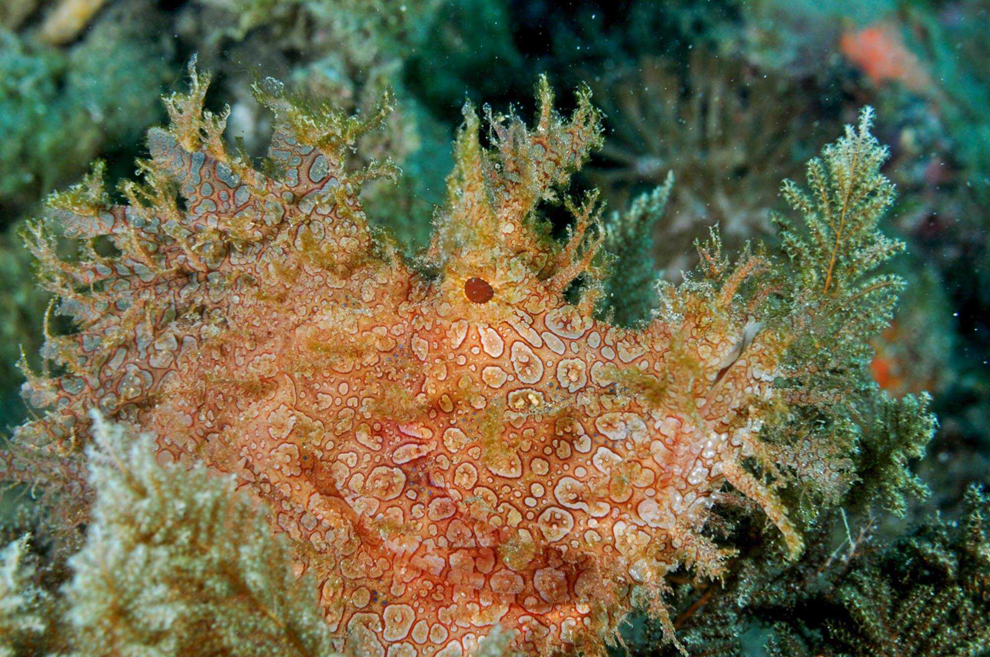 Rhinopias in Kalabahi Bay, Alor, Indonesia