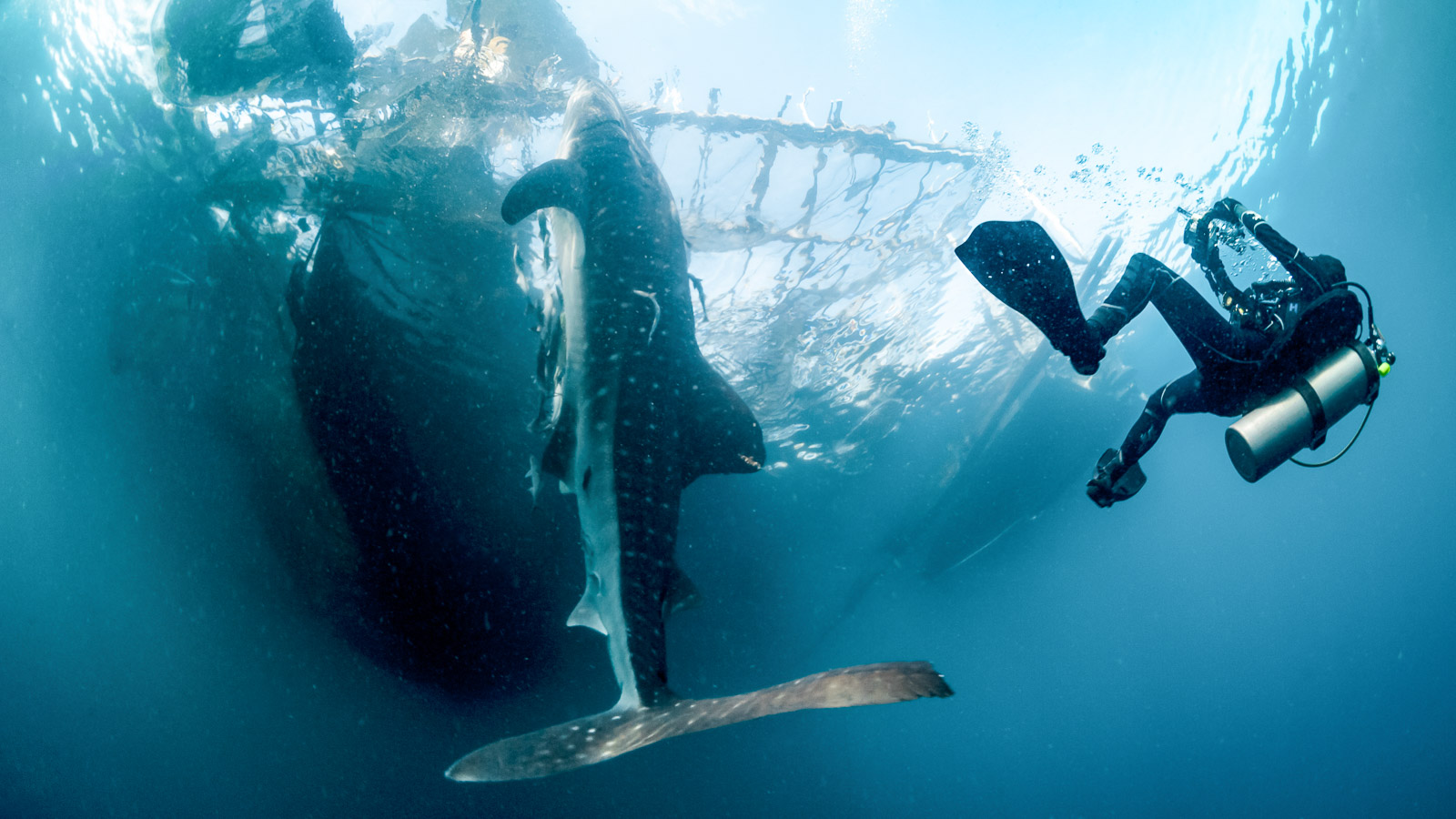 New whale shark study reveals Indonesia’s role in migrations