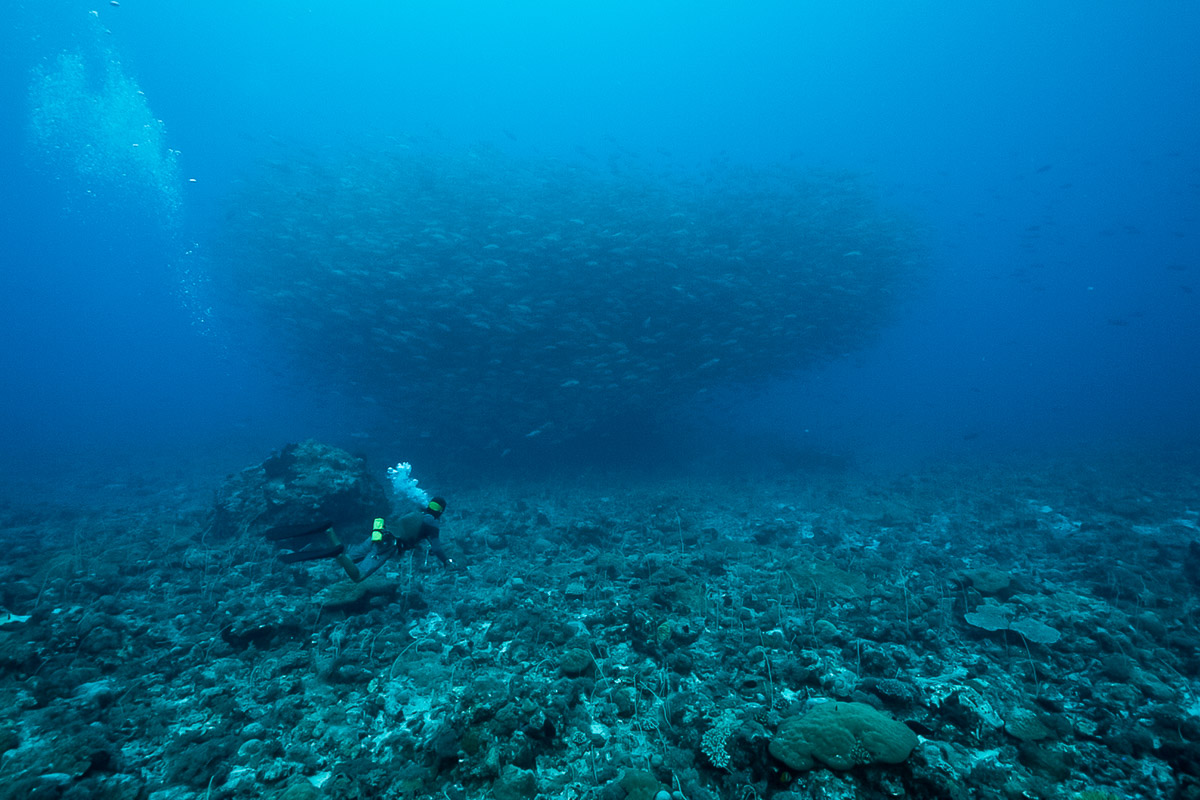 A diver watching a school of snapper ready to spawn