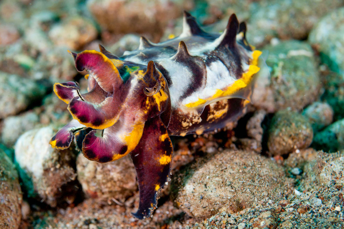 A stunning flamboyant cuttlefish at Dauin, Dumaguete