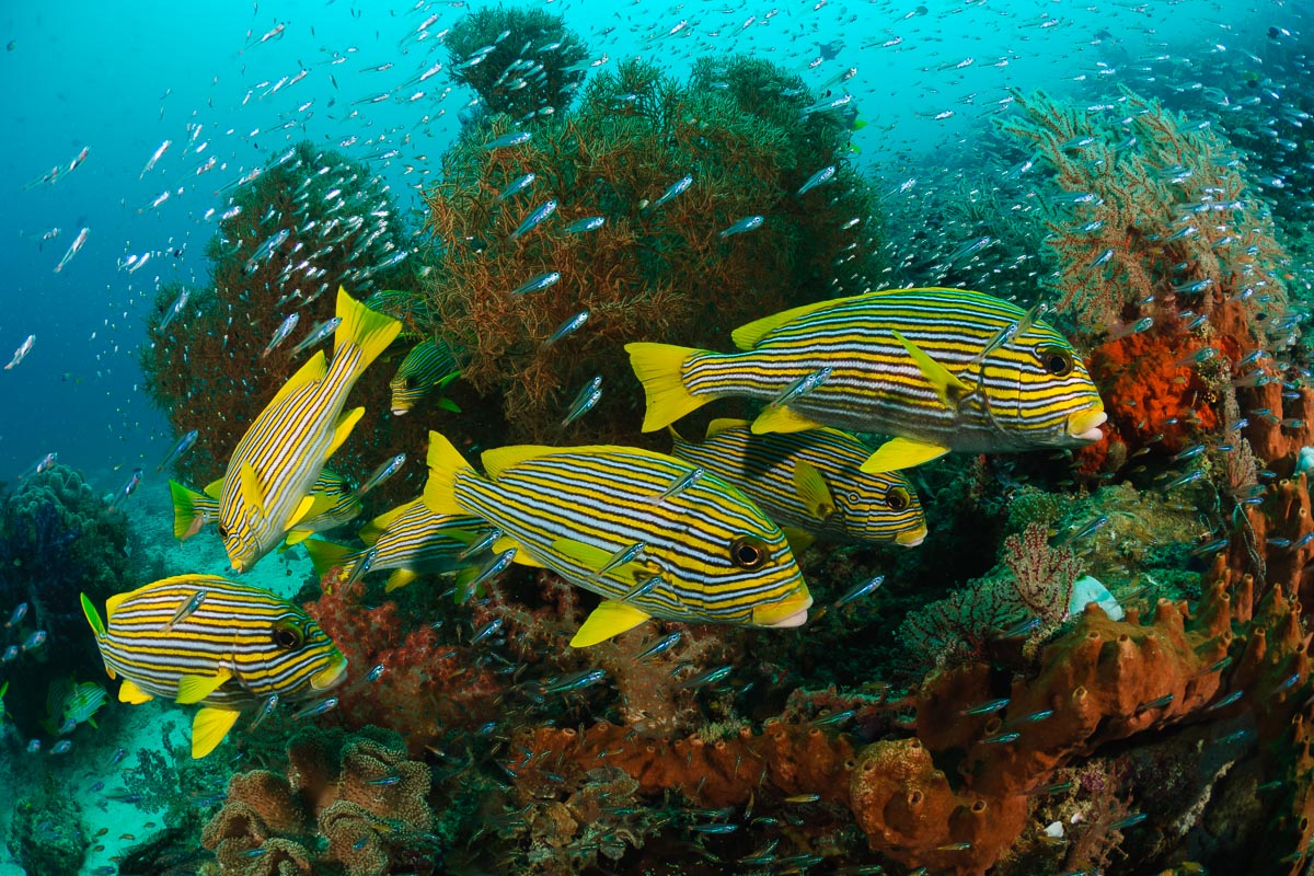 Raja Ampat's reefs are home to record numbers of marine species