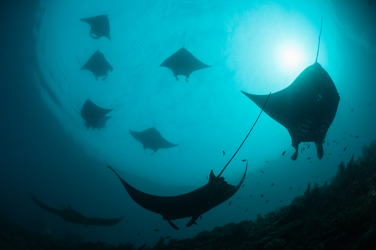 Encounters with groups of manta rays are one of the highlights of a trip to Raja Ampat