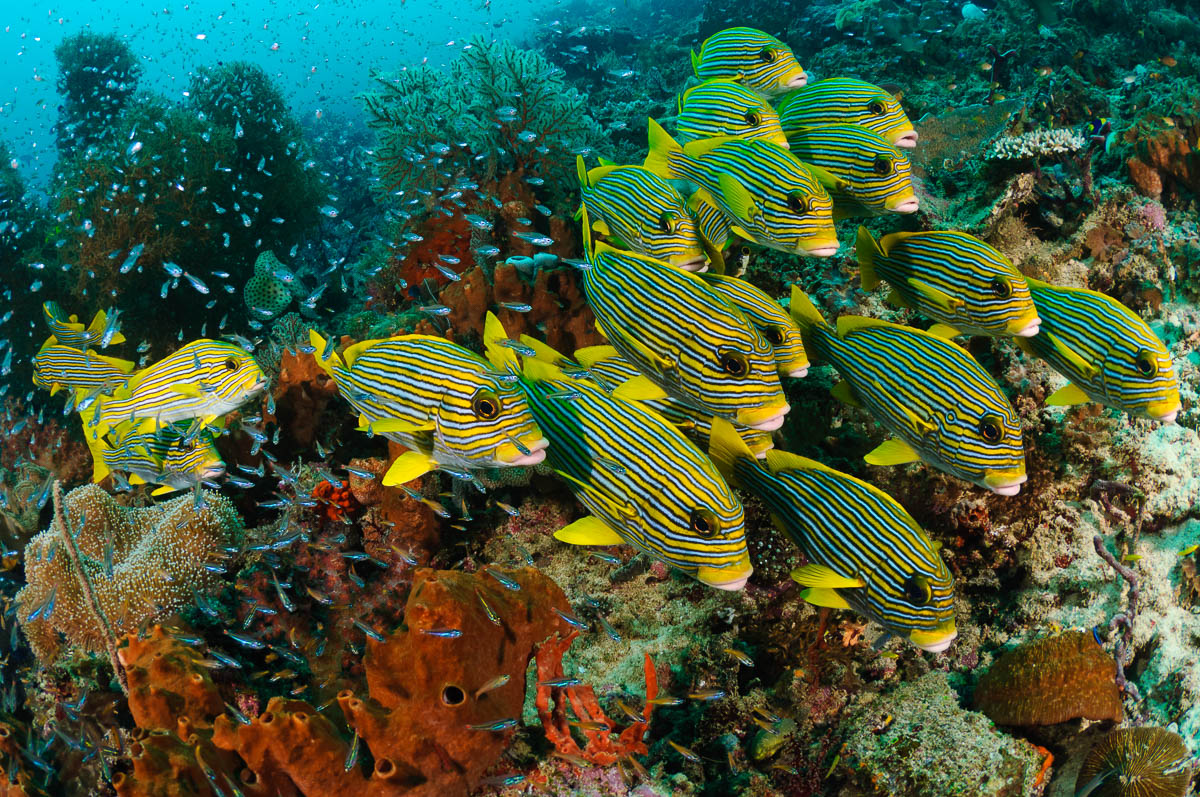 Tight groups of sweetlips are one of Raja Ampat's iconic sights