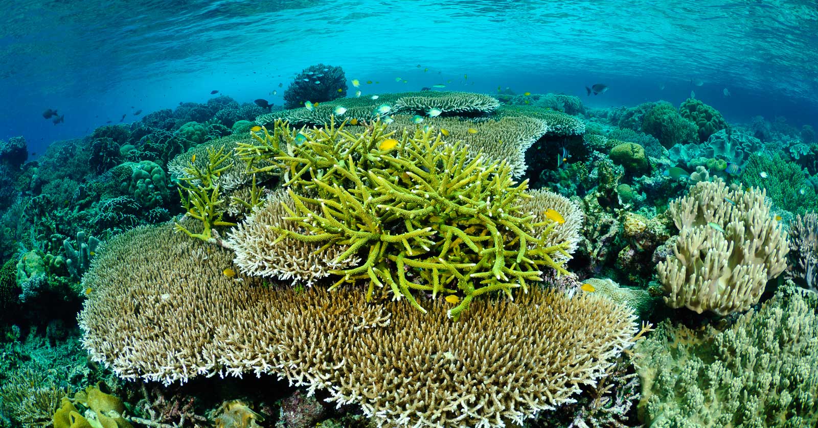 Raja Ampat's best dive sites - and how to dive them