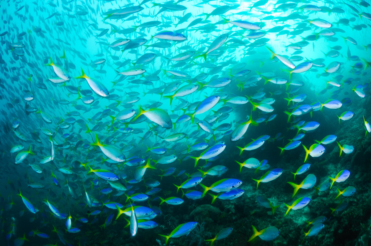 Dense schools of fish that can block out the light are common on sites such as Sardine Reef or Chicken Reef in the Dampier Strait