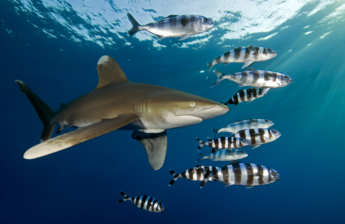 An oceanic whitetip shark – one of the Red Sea's most sought after species