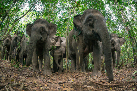 Pygmy elephants can be seen along the Kinabatangan river