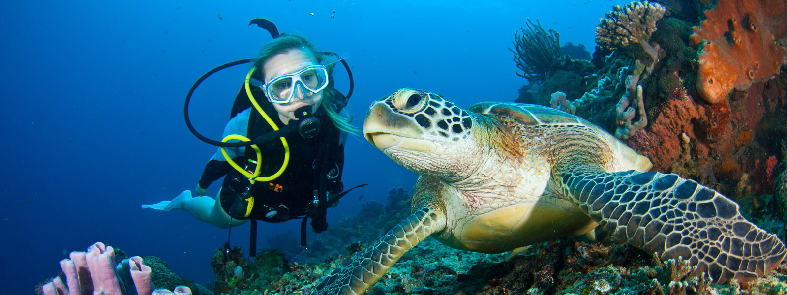 The world’s top destinations to scuba dive with turtles