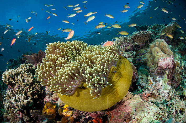 No dive site at Sipadan boasts more impressive soft coral formations than Hanging Gardens