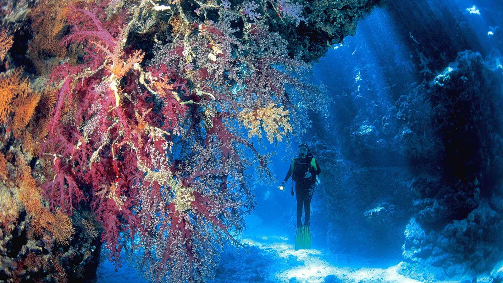 Scuba diving seasons in the Red Sea - the best times of year to dive