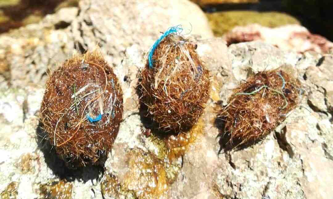 The 'Neptune Balls'. Photo by: Marta Veny, University of Barcelona