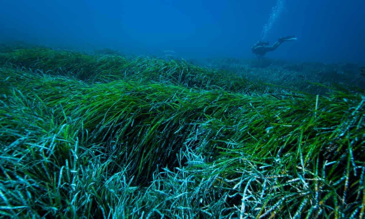 Posidonia oceanica seagrass meadow in the Mediterranean sea. Photo by: Jordi Regas, University of Barcelona