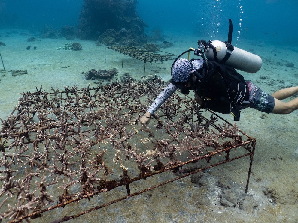 Lead marine biologist, Pascal Sebastian, checking on the coral nursery (Photo by Serena Stean)
