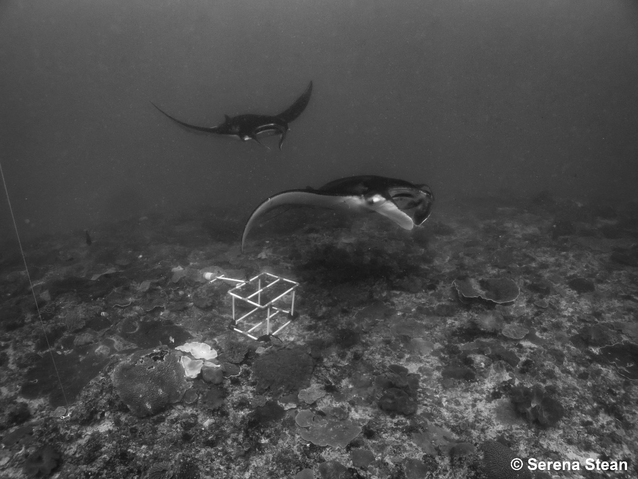 Serena and her interns placing a BRUV circled by manta rays (photo by Serena Stean)