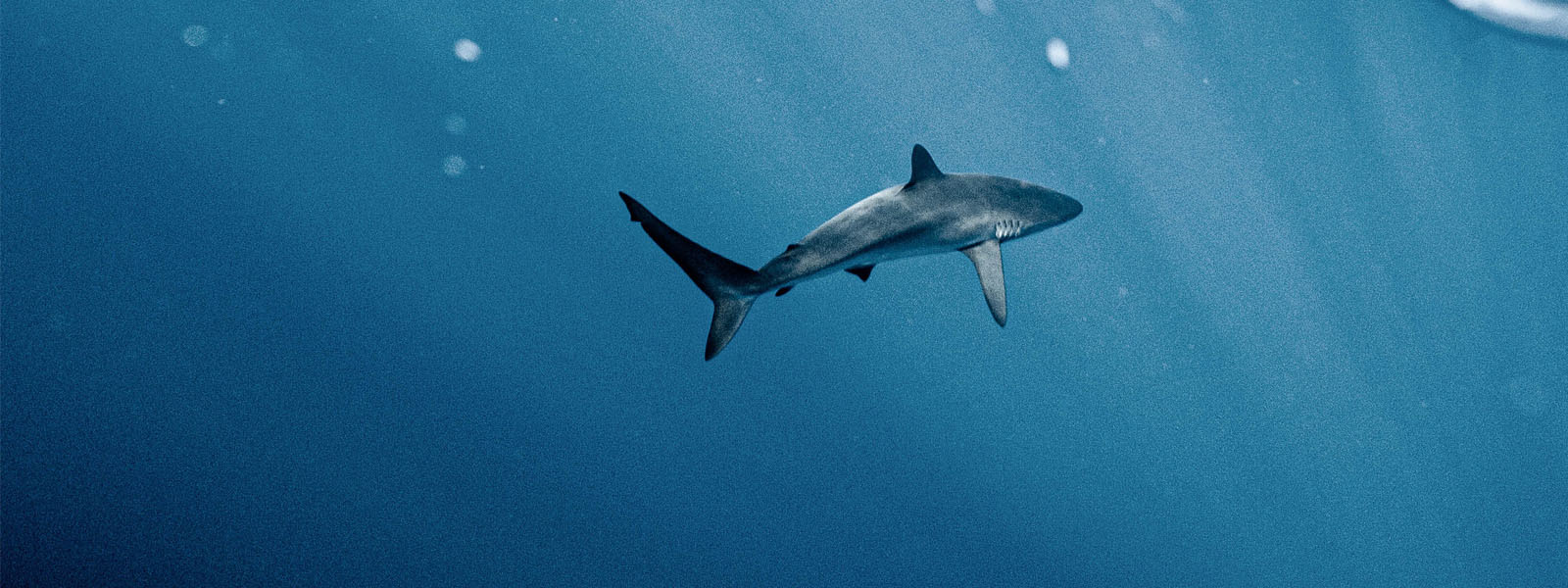 Shark Observation Grants Program - end of shark nets
