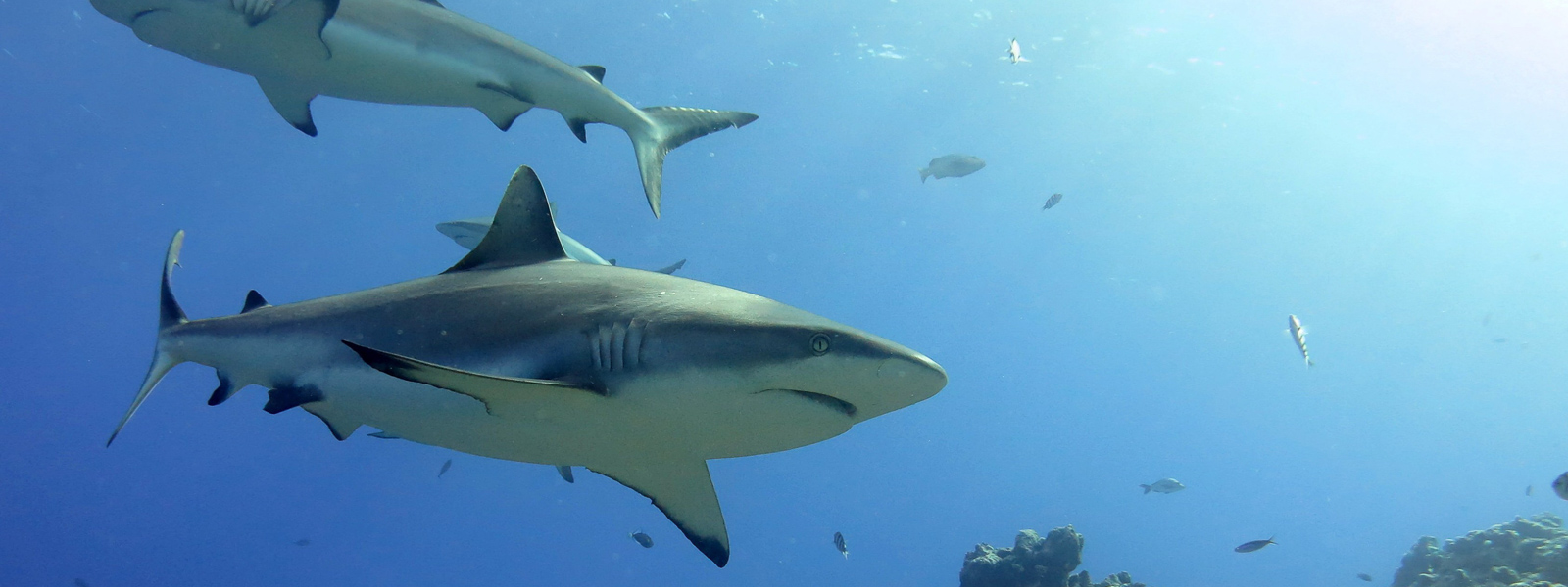 ZuBlu Science Alert - Sharks need buddies too