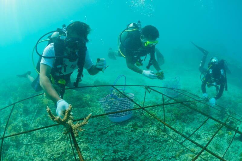 Coral planting project in Bangka and Gangga islands, North Sulawesi
