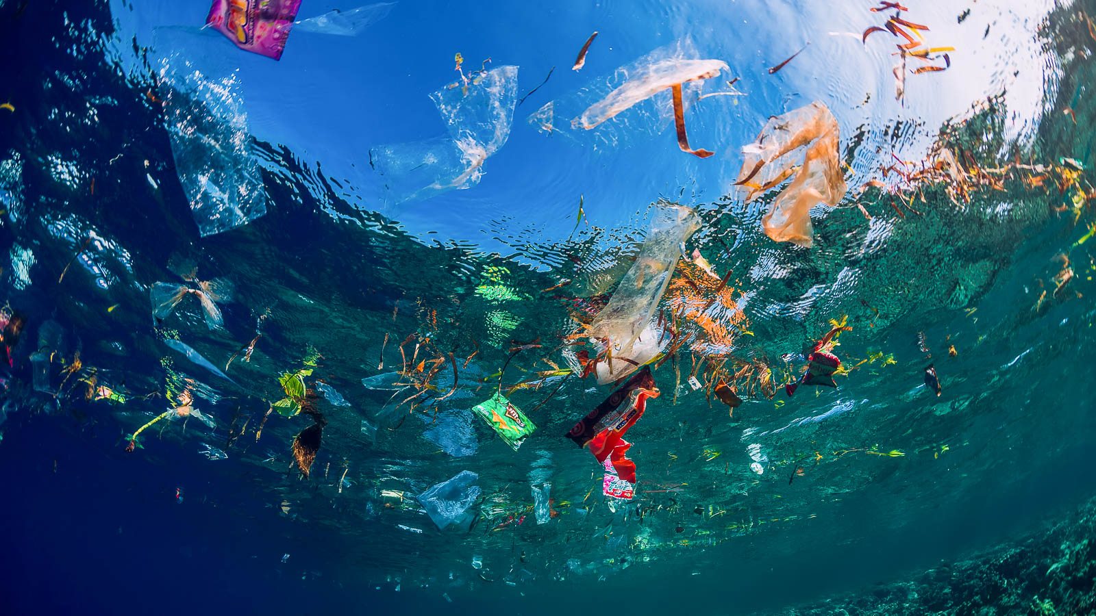 Superbugs shaping-up to take-on ocean plastics