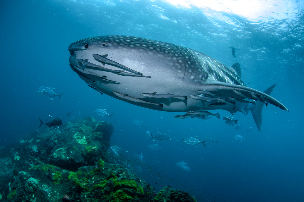 Liveaboards allow divers to visit the world-famous whale shark hotspot of Richelieu Rock