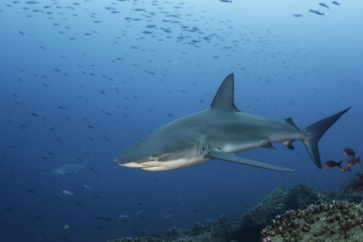 Named after the archipelago, Galapagos sharks are a common sight