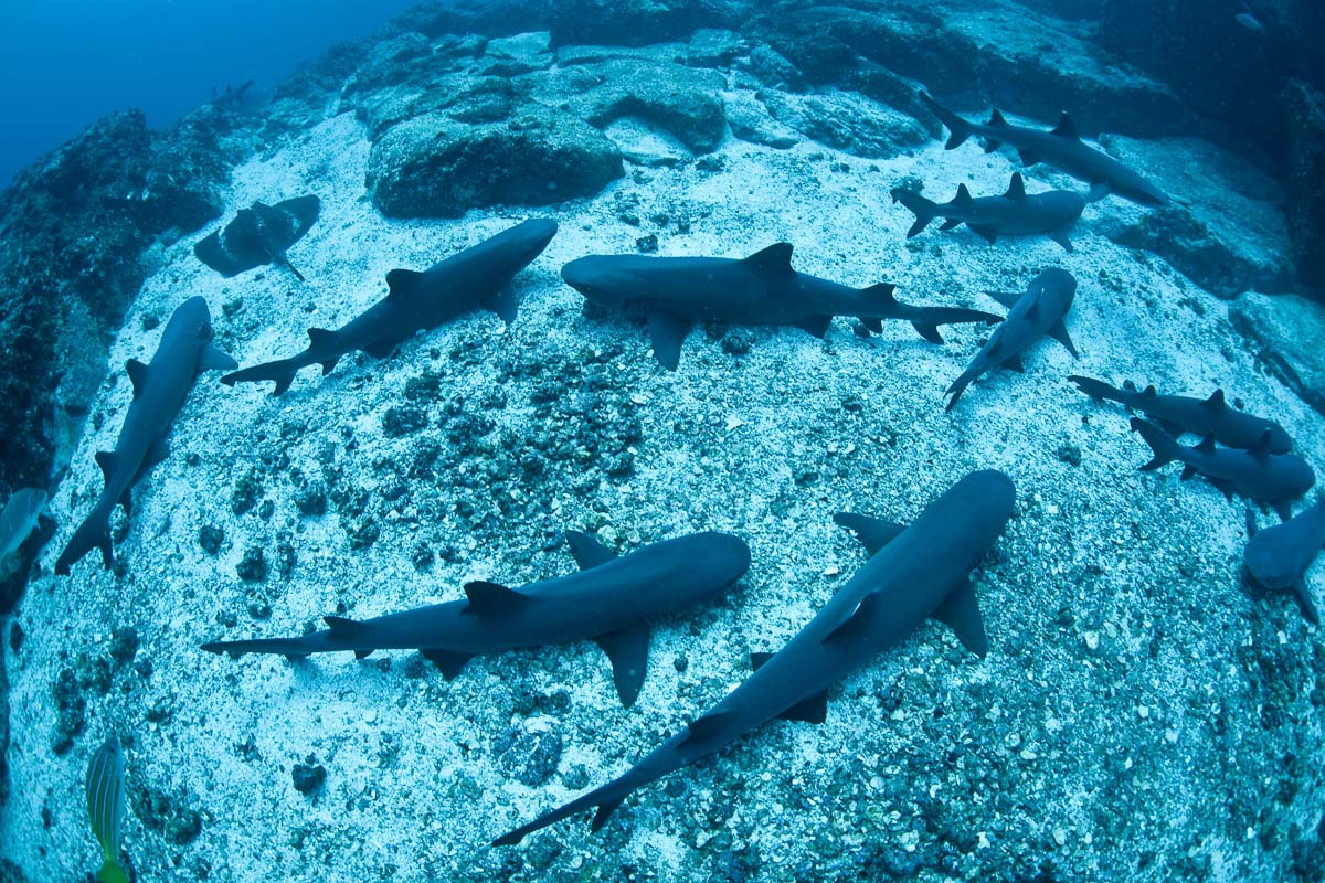 In the Galapagos, whitetip reef sharks are often seen resting on the seafloor