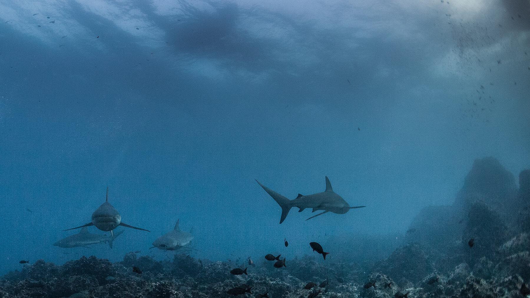 Top shark species encountered by divers in the Galapagos