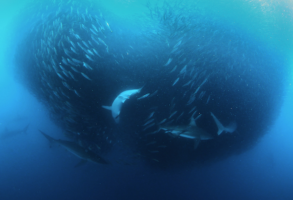 Dusky sharks are also found in the Galapagos, but are a relatively shy species