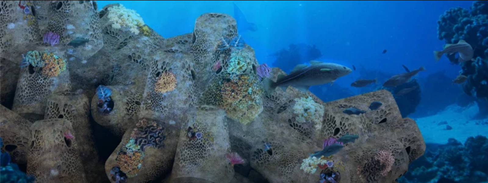 Unique concrete ‘Biopods’ create new marine habitats