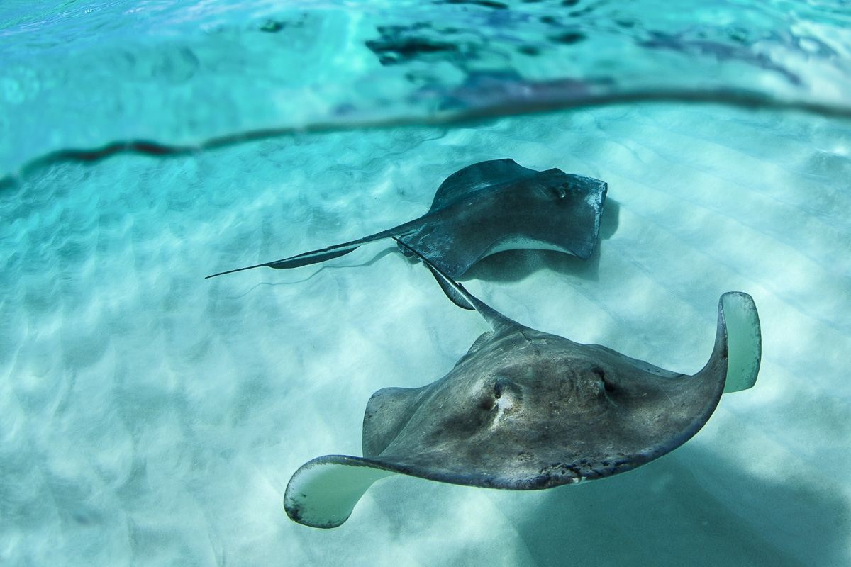 Swimming with the big stingrays is a highlight of many guests' visit to the Cayman Islands.